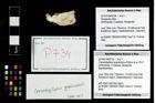 Foto (Objekt + Etikett) von Cracensigillatus gracilirostrus (Robins et al., 2013)  (NHMW-GEO-2014-0194-0734)